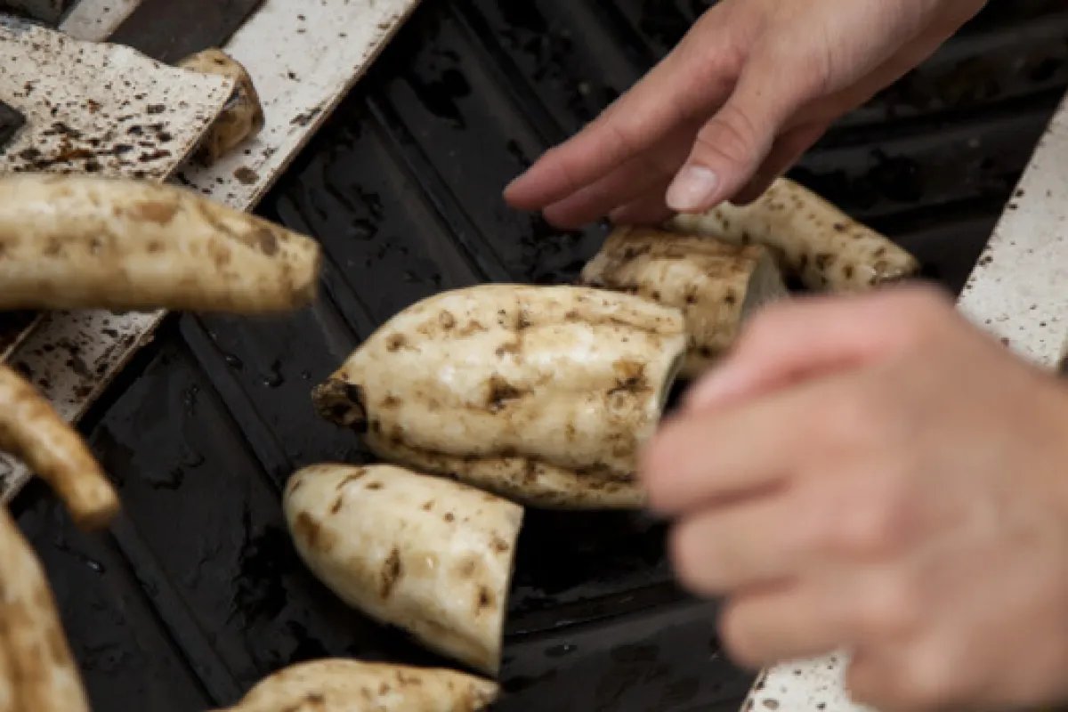 🍶 하마다 주조 덴베에구라 이미지 5